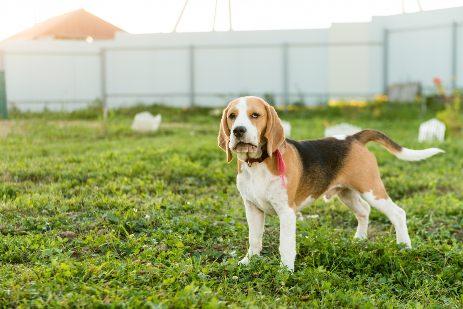 Why Your Katy Yard Still Smells after Poop Cleanup