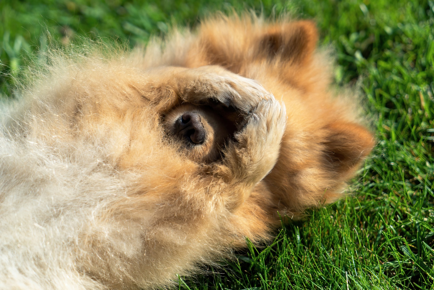 Emergency Dog Poop Cleanup in Katy for Last-Minute Yard Guests