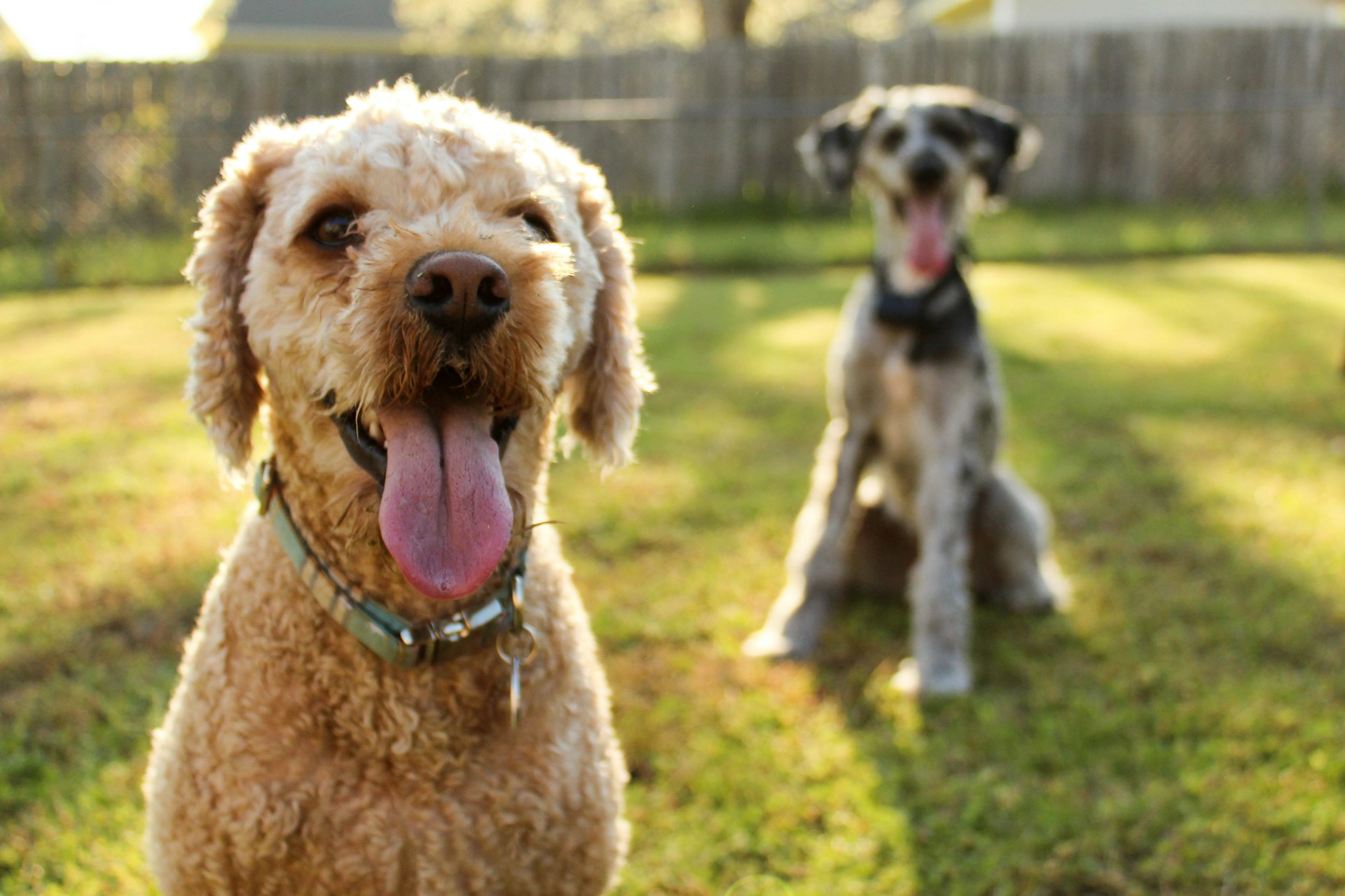 dogs in the backyard