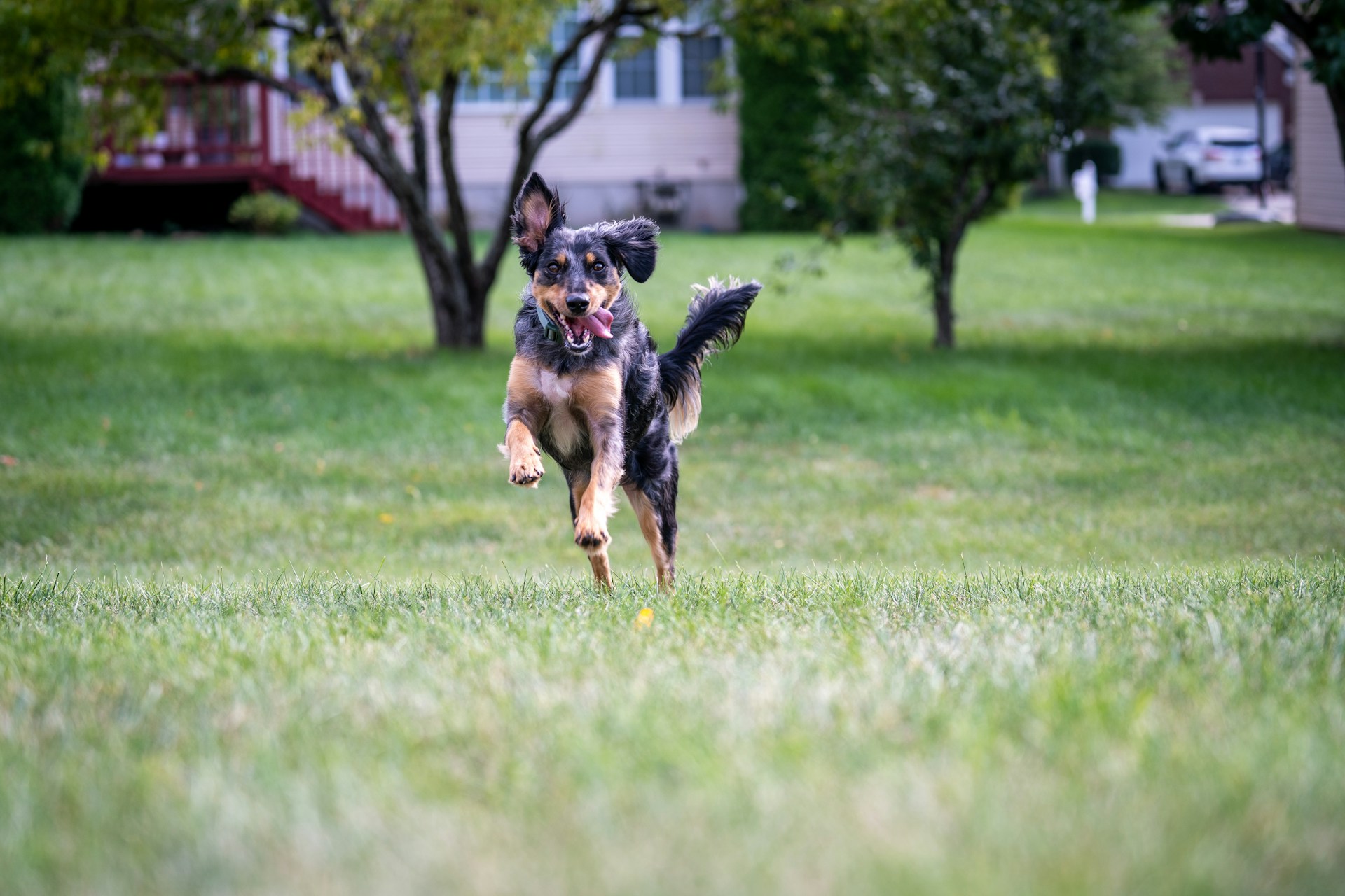 Compare Pooper Scooper Companies in Katy: Pricing, Terms, and Inclusions