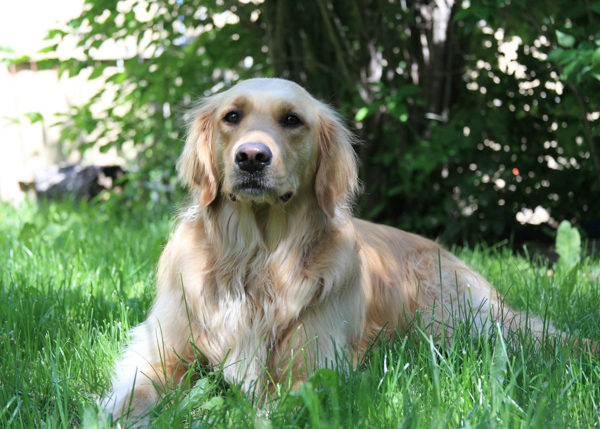 dog in yard