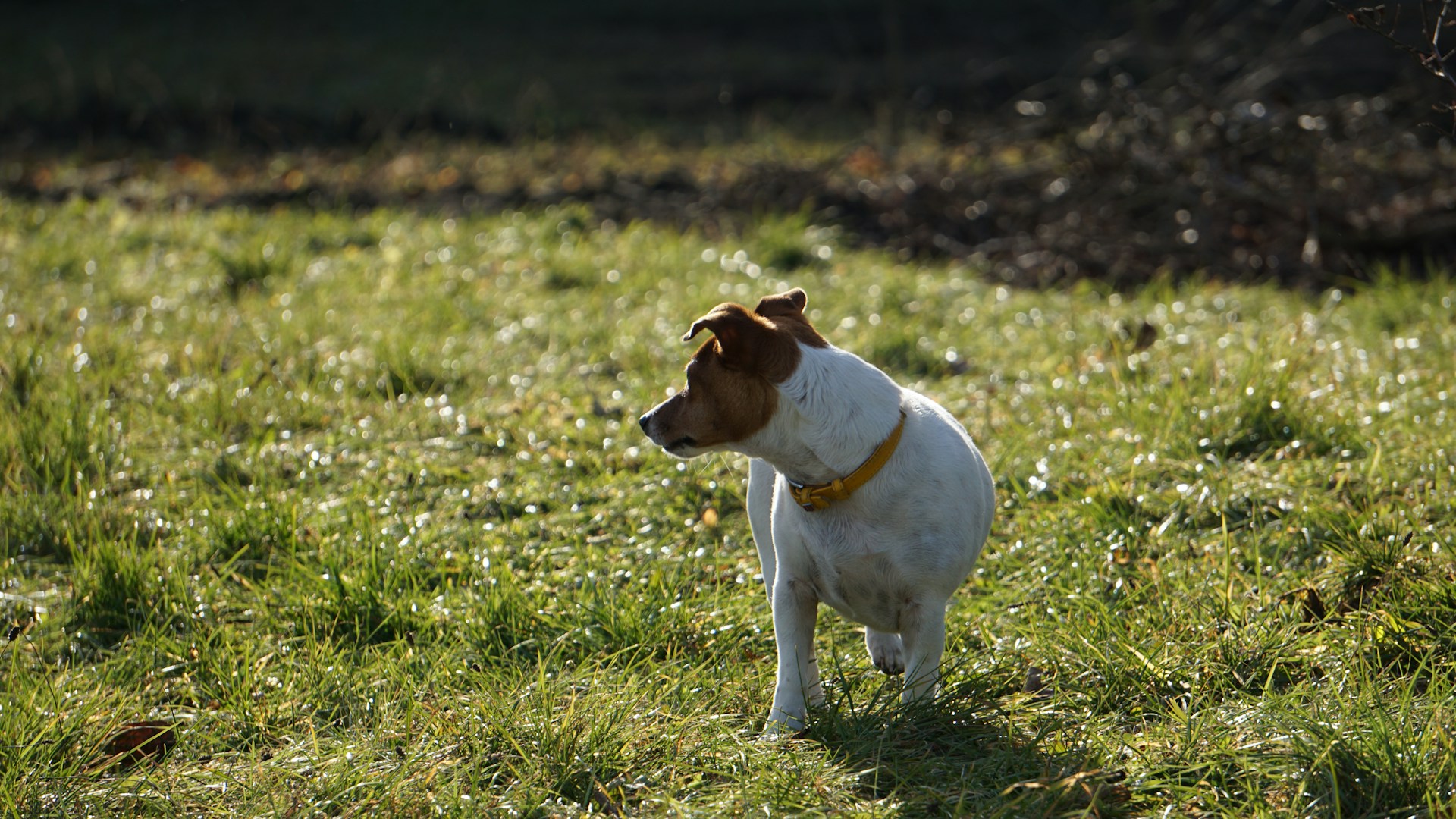 dog in the yard