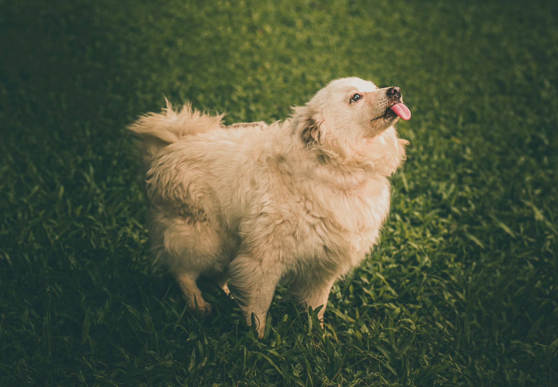 dog in the yard