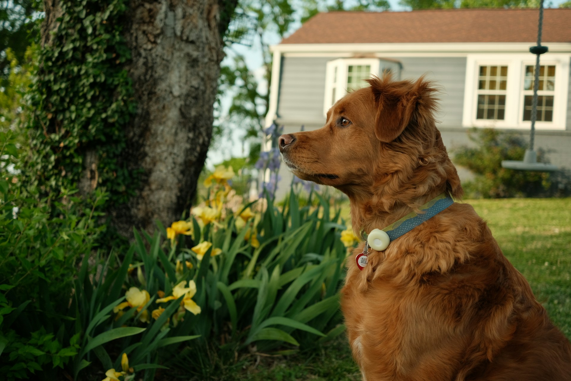 Dog