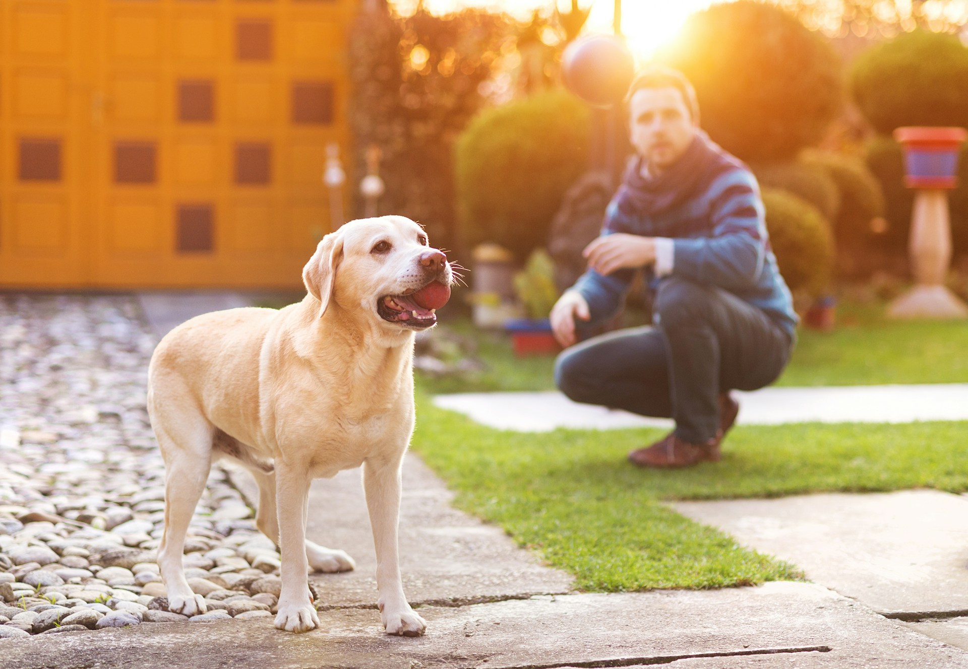 What Weekly Pet Waste Service in Fulshear Really Saves You