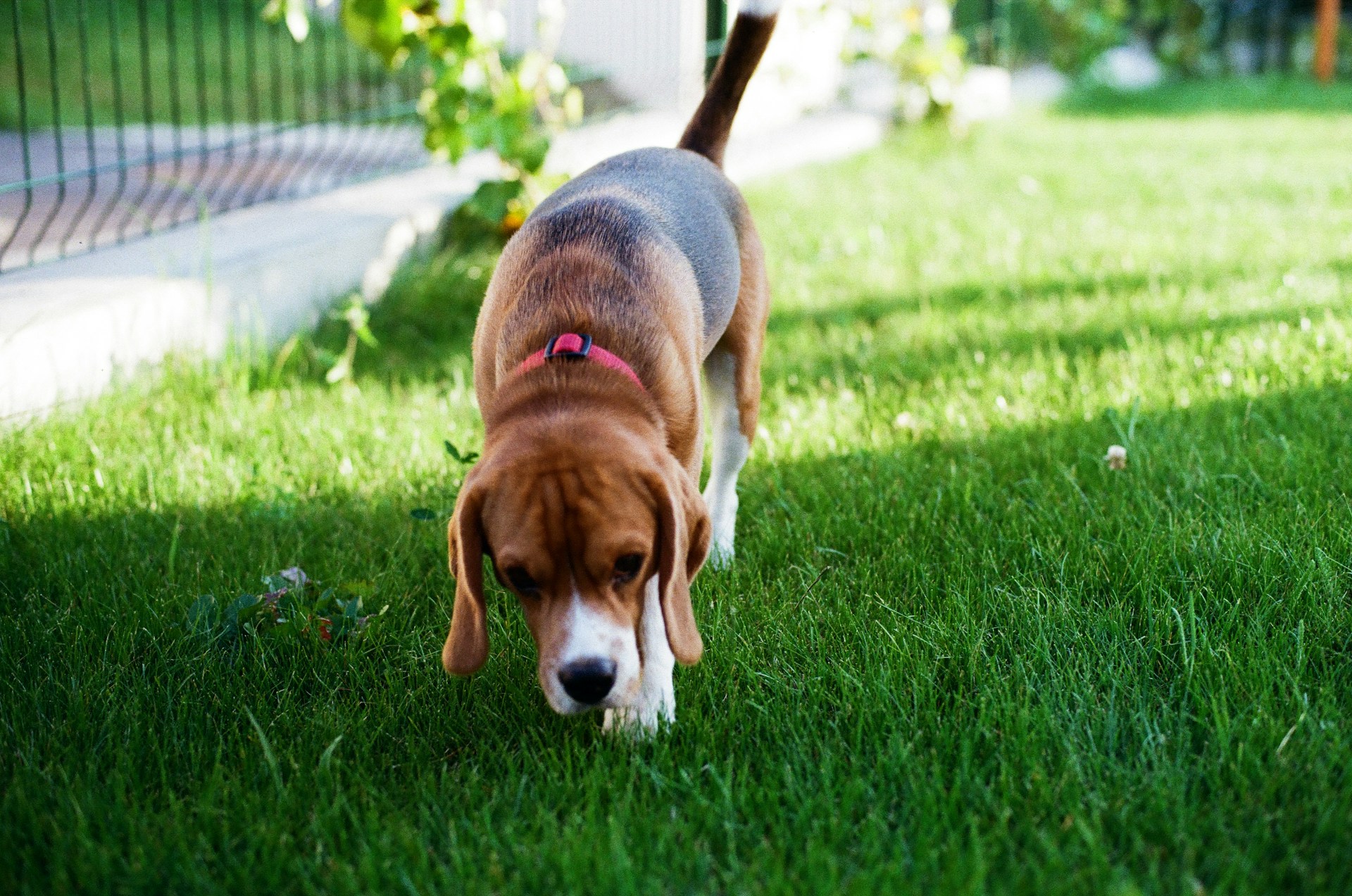 Dog Urine